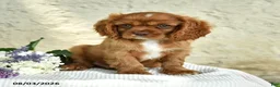 Cavalier King Charles Spaniel dogs for sale: Captain - Ad 5