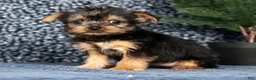 Yorkshire Terrier dogs for sale: Kennedy - Ad 4