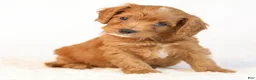 Mini Goldendoodle dogs for sale: Knox - Ad 4