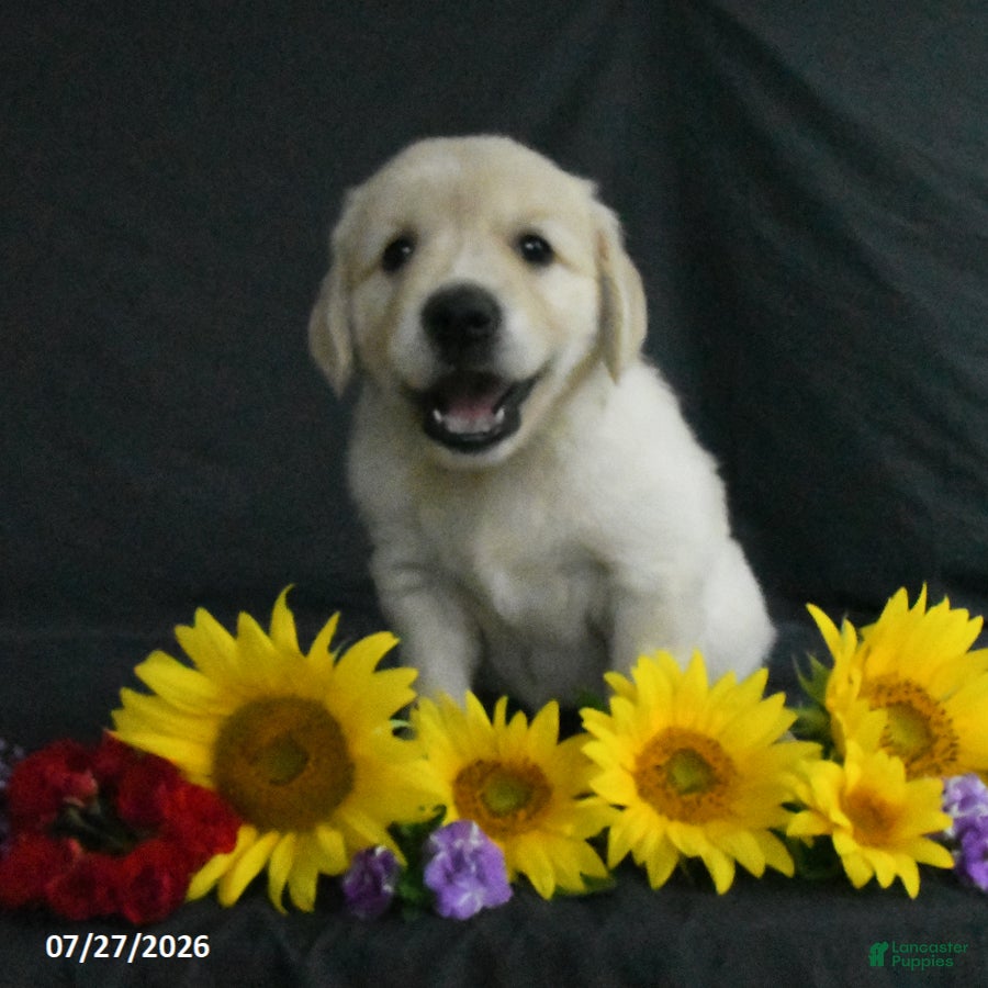 Golden Retriever dogs Bailey - Ad 2