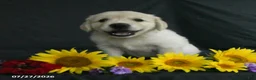 Golden Retriever dogs for sale: Bailey - Ad 2