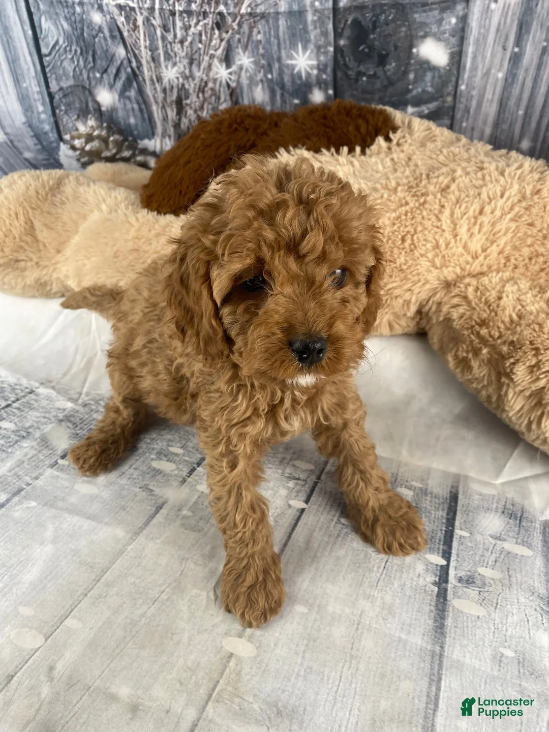 Cavapoo dogs for sale: Rufus - Ad 8