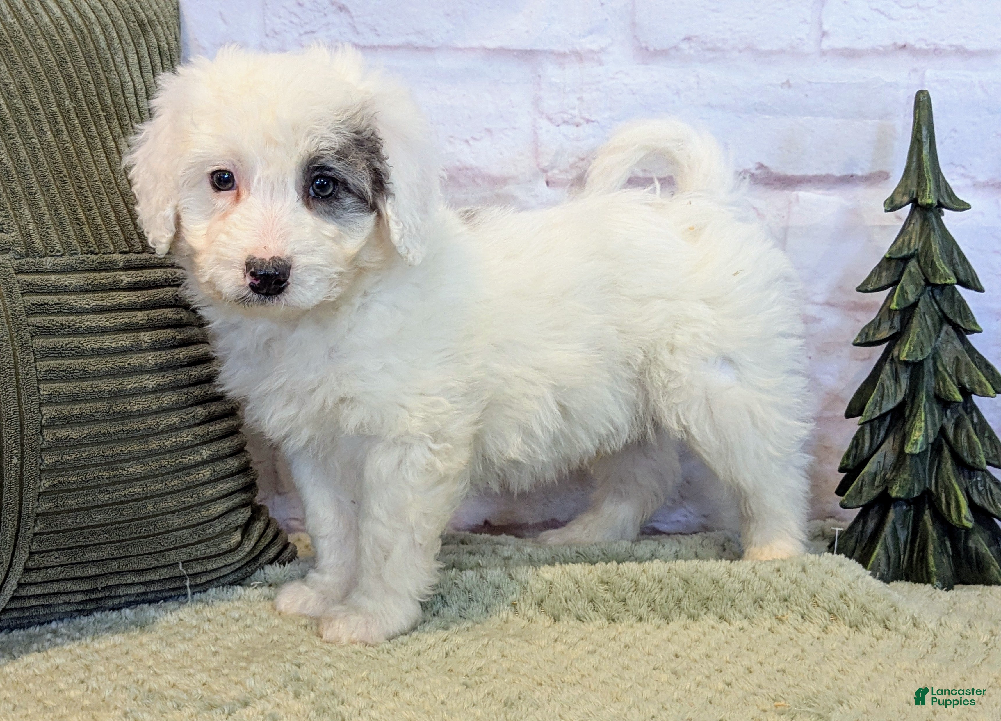 Mixed Breed dogs Bruce  - Ad 25