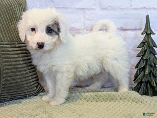 Mixed Breed dogs Bruce - Ad 25