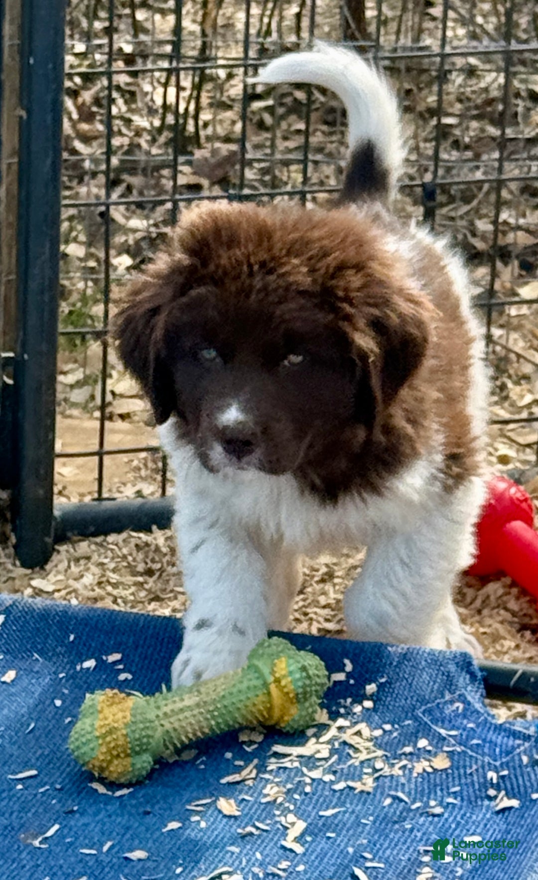 Newfoundland dogs for sale: Jingle  - Ad 1