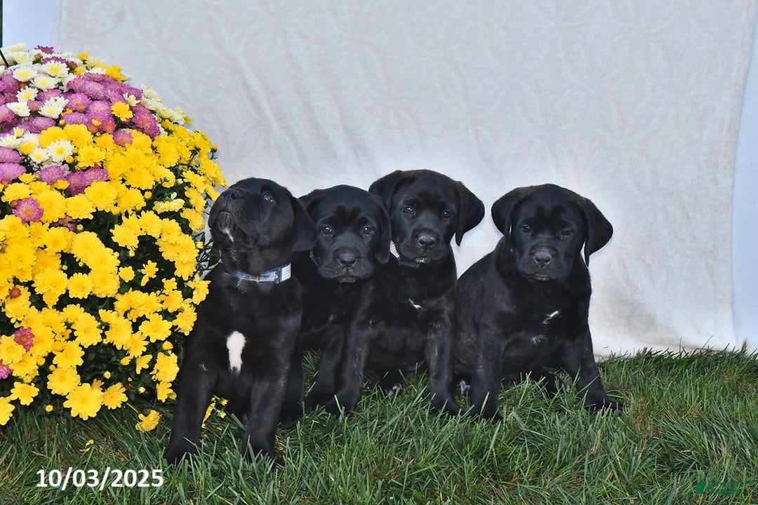 Cane Corso dogs for sale: Brooklyn - Ad 5