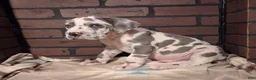 Great Dane dogs for sale: Micah - Ad 2