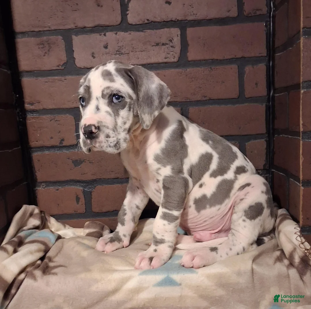 Great Dane dogs for sale: Micah - Ad 2