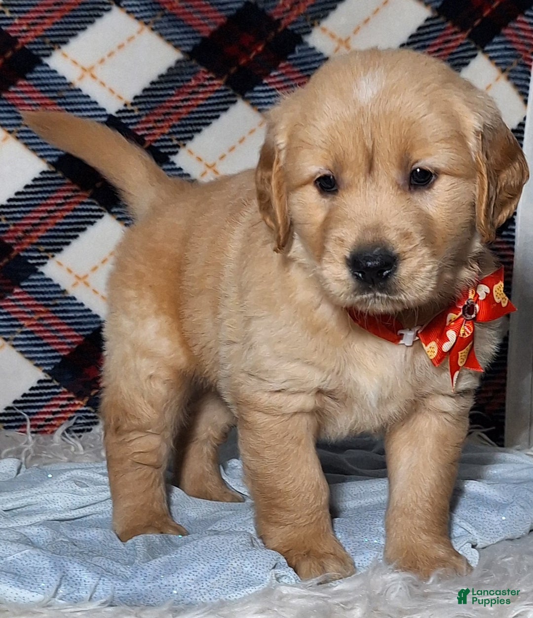 Golden Retriever dogs for sale: Austin - Ad 3