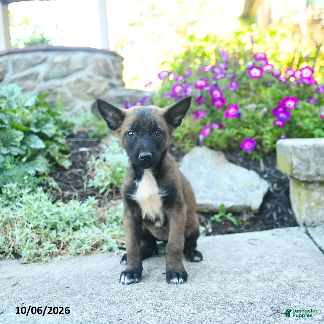 Belgian Malinois dogs for sale: Aurora - Ad 3