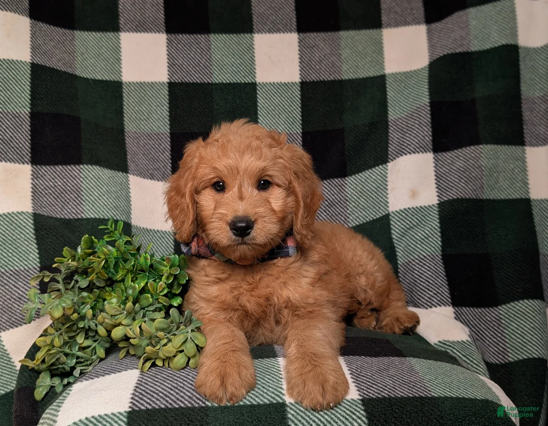 Goldendoodle dogs for sale: Dennison Hypoallergenic - Ad 6