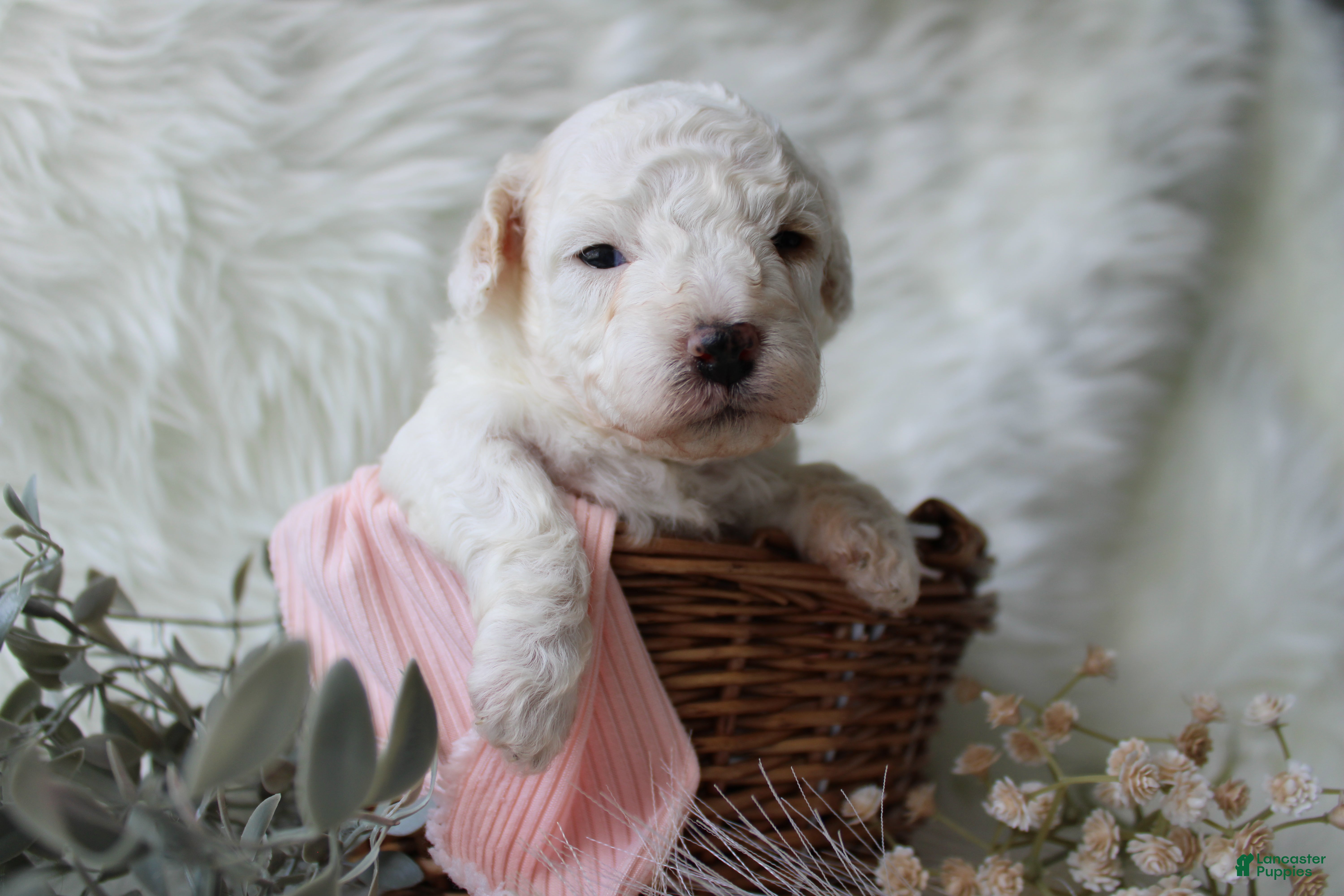 Bichpoo dogs Maple - Ad 2