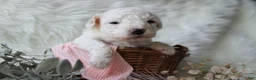 Bichpoo dogs for sale: Maple - Ad 2
