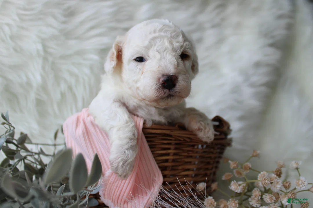 Bichpoo dogs for sale: Maple - Ad 2