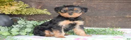 Yorkshire Terrier dogs for sale: Thomas - Ad 1
