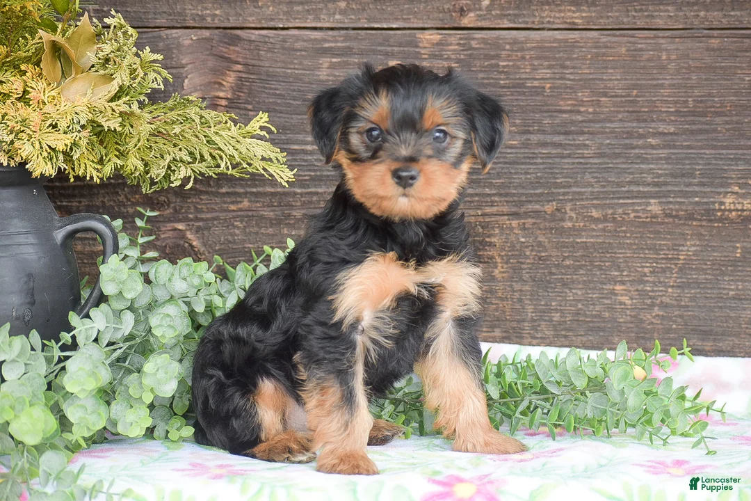 Yorkshire Terrier dogs for sale: Thomas - Ad 1