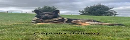 German Shepherd dogs for sale: Wiley - Ad 11