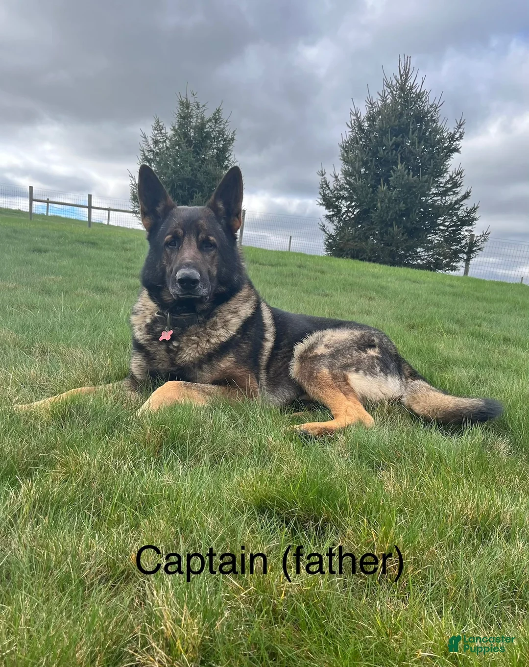 German Shepherd dogs for sale: Wiley - Ad 11