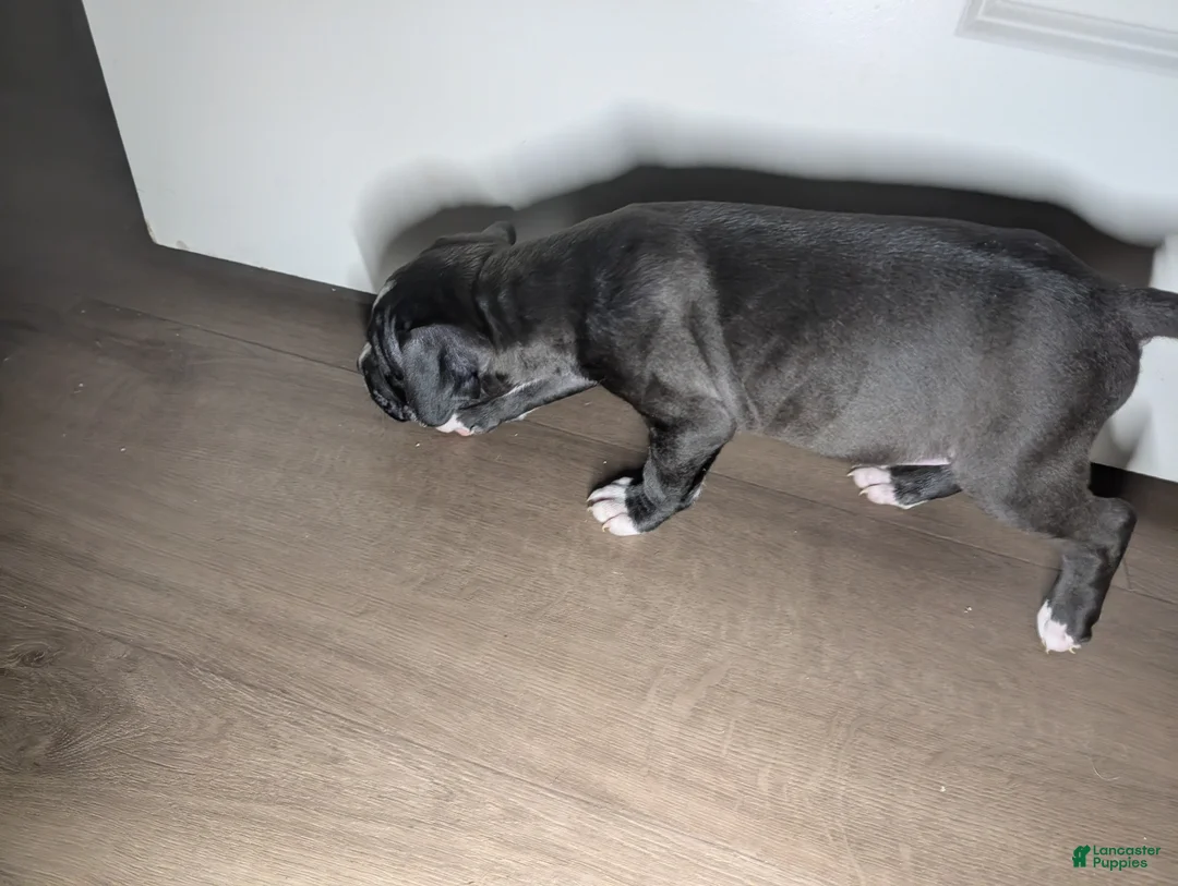 American Pit Bull Terrier dogs for sale: Taz - Ad 3