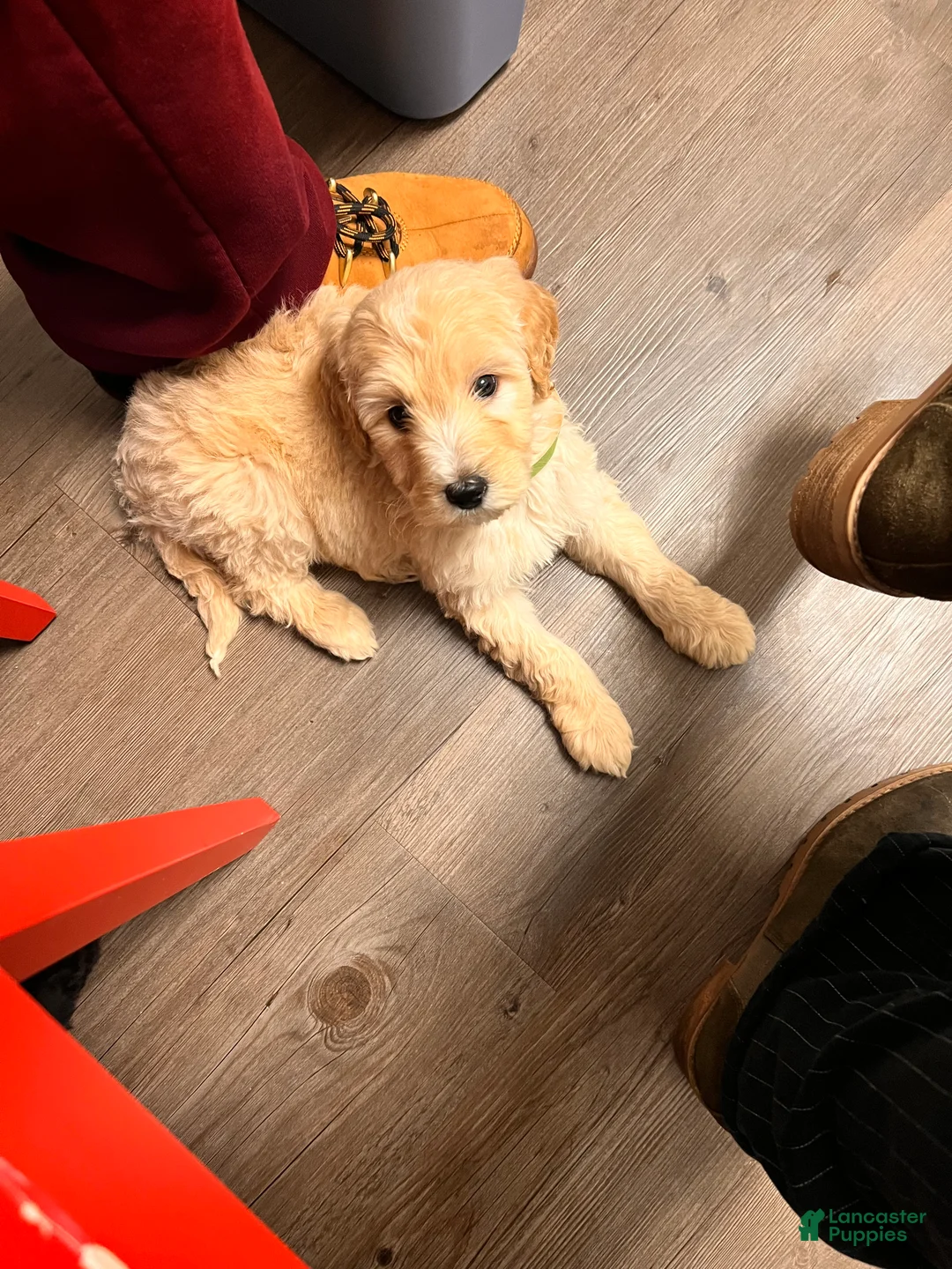 Mixed Breed dogs for sale: Woody - Ad 2