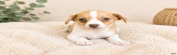 Chihuahua dogs for sale: Bentley - Ad 1