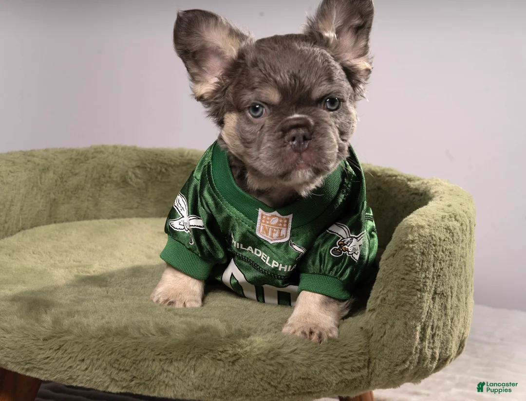 French Bulldog dogs for sale: MANGO - Ad 1