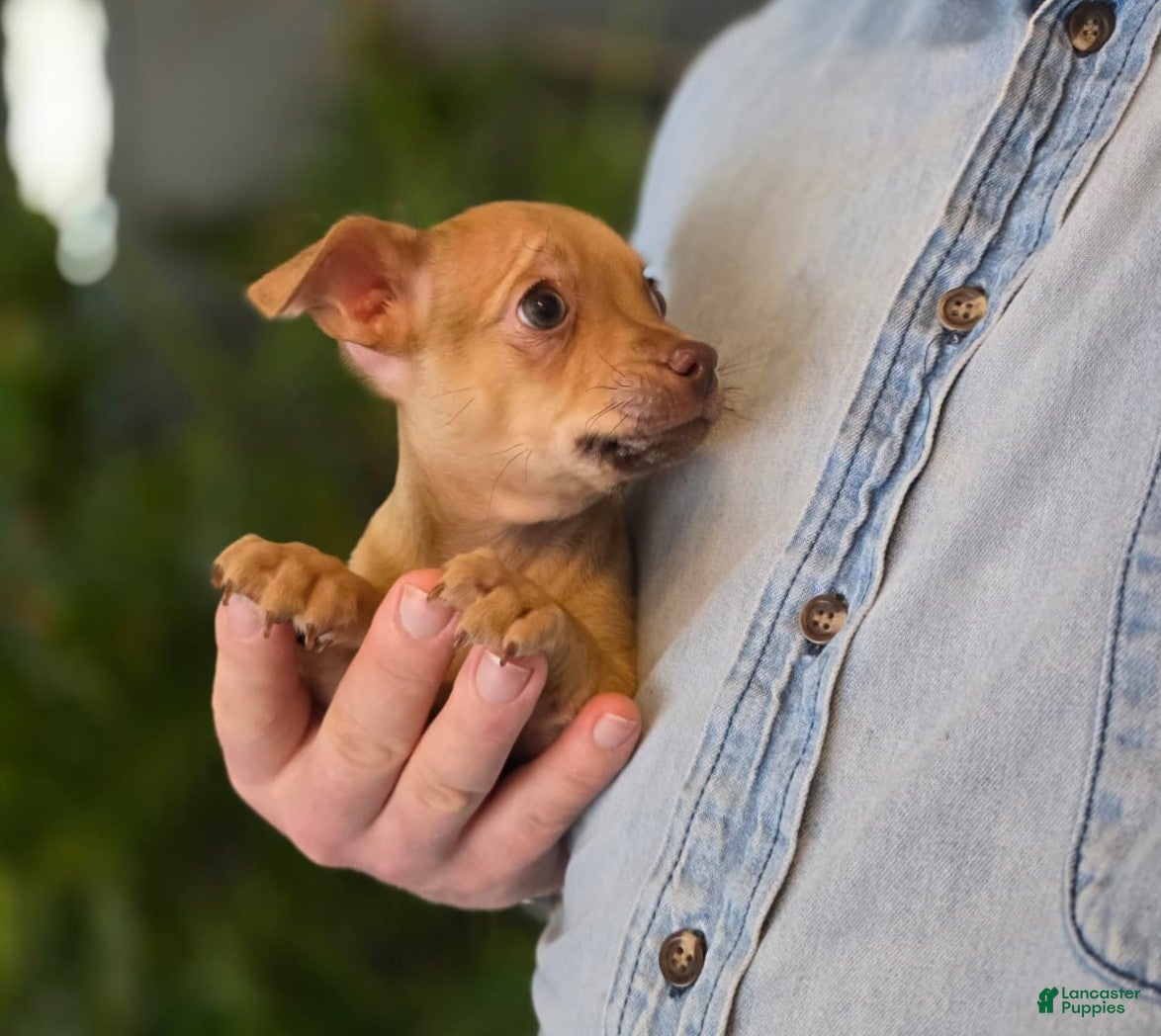 Chihuahua dogs Brandy  - Ad 2