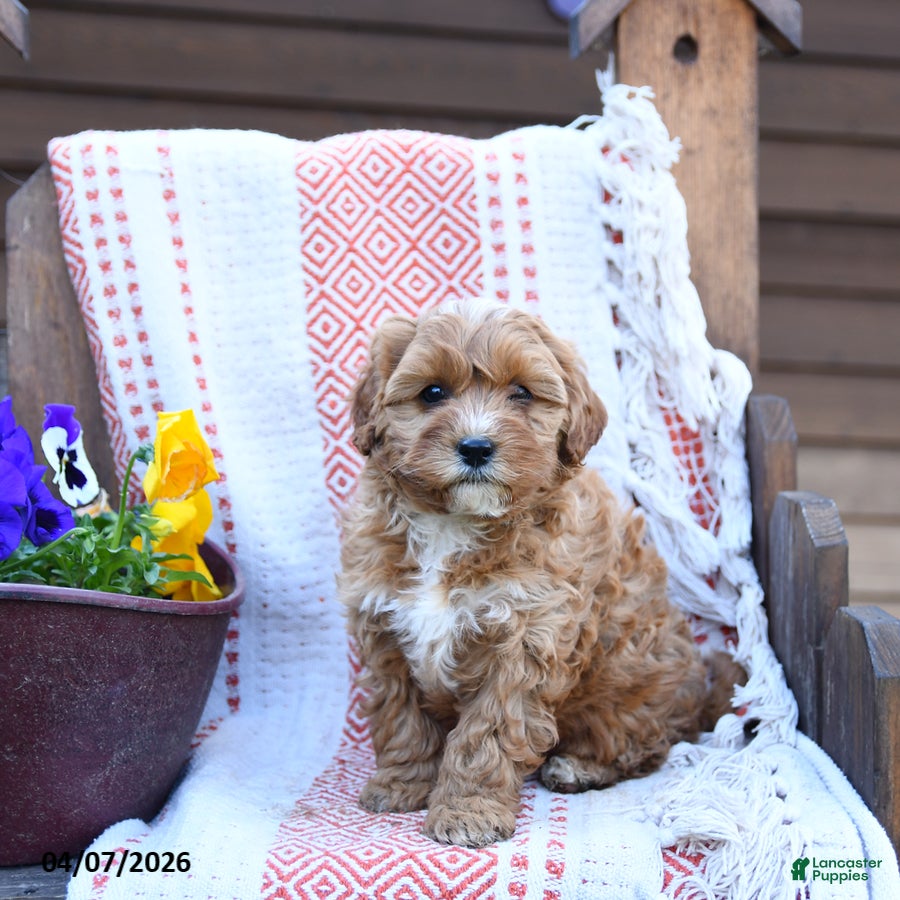 Mixed Breed dogs Molly - Ad 1