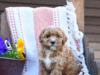 Mixed Breed dogs for sale: Molly - Ad 3