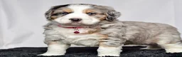 Bernedoodle dogs for sale: Ms. Sadie - Ad 7