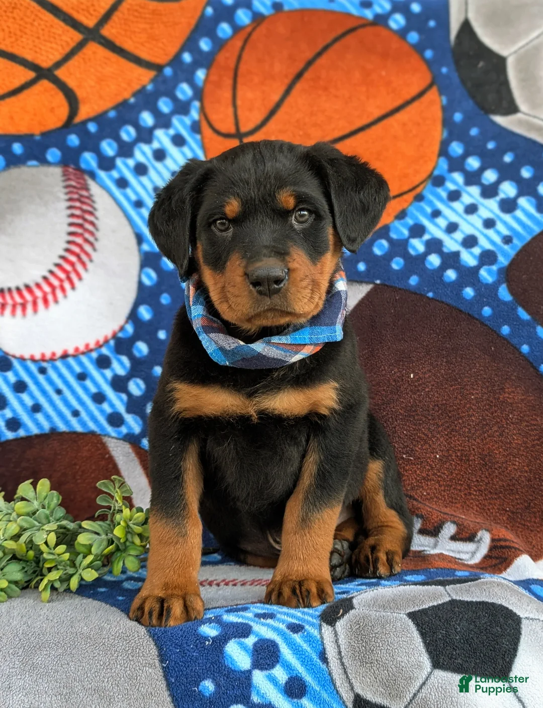 Rottweiler dogs for sale: Bryant - Ad 3