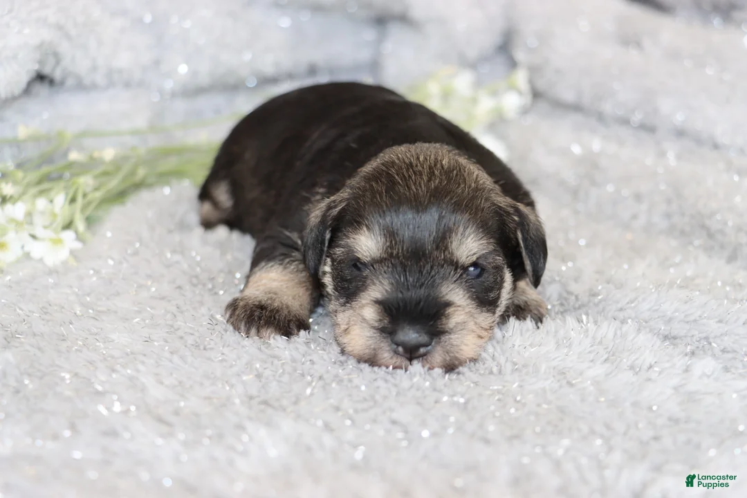 Miniature Schnauzer dogs for sale: Tonya - Ad 2