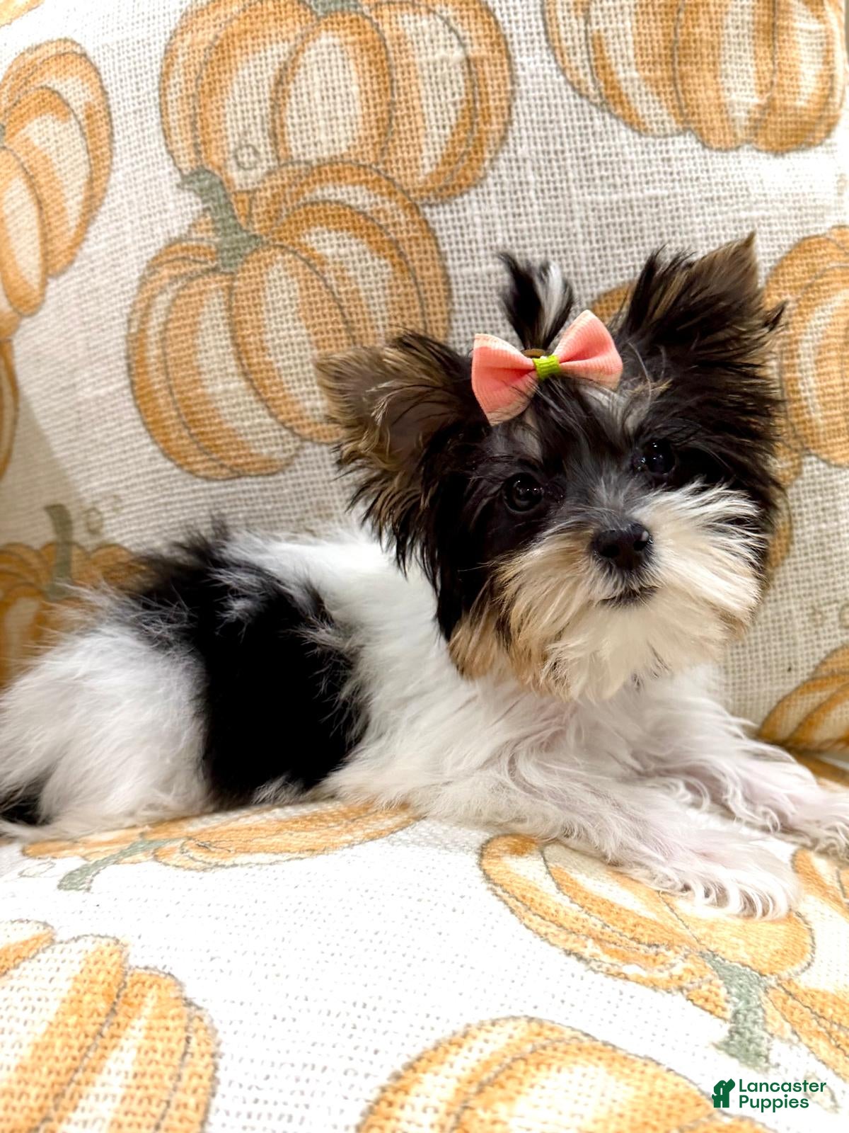 Biewer Terrier dogs Biewer Terrier 2 - Ad 2