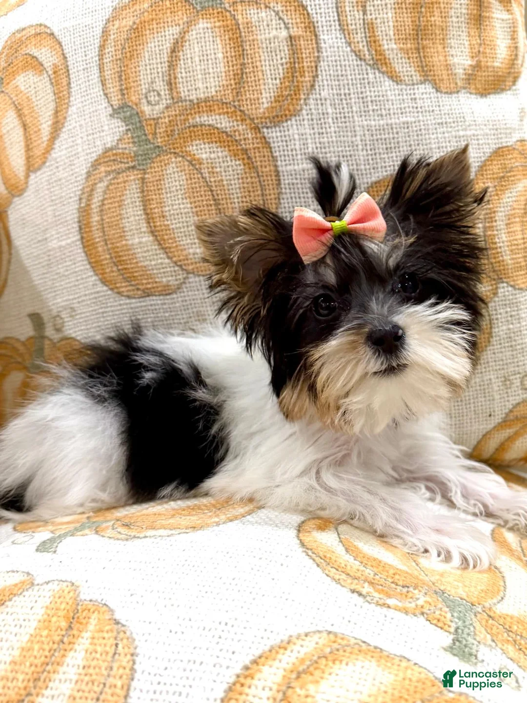 Biewer Terrier dogs for sale: Biewer Terrier 2 - Ad 2