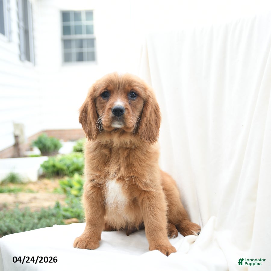 Miniature Golden Retriever dogs Jason - Ad 1