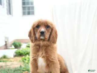Miniature Golden Retriever dogs for sale: Jason - Ad 4