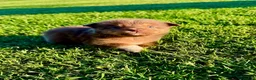 Miniature Australian Shepherd dogs for sale: Tiki - Ad 2