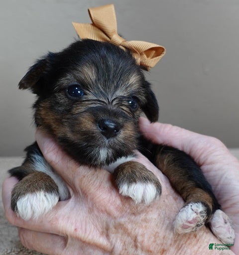 Yorkshire Terrier dogs Taj  - Ad 29