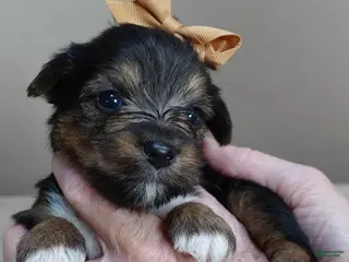 Yorkshire Terrier dogs Taj - Ad 10