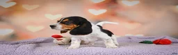 Beagle dogs for sale: OTTO - Ad 9
