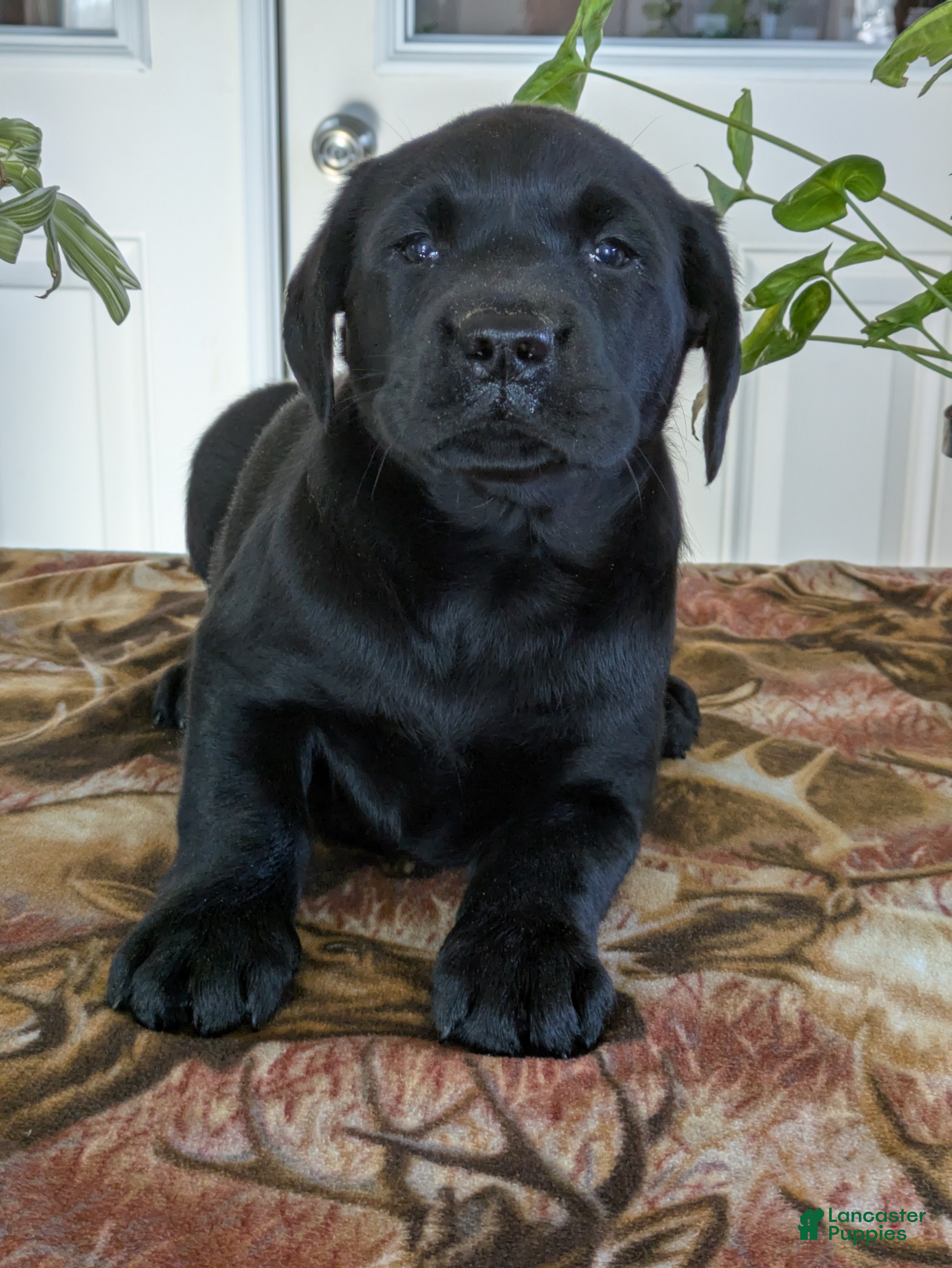 Labrador Retriever dogs Racer - Ad 31