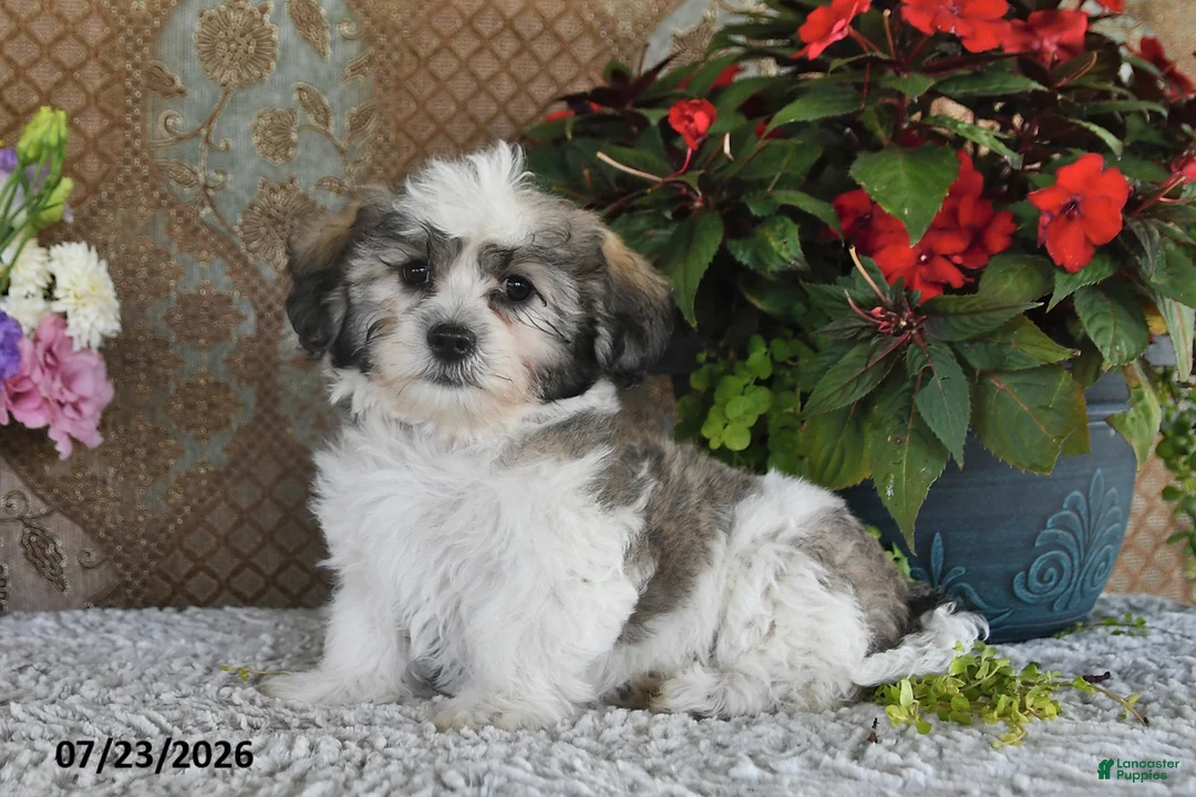 Teddy Bear dogs for sale: Leo - Ad 2