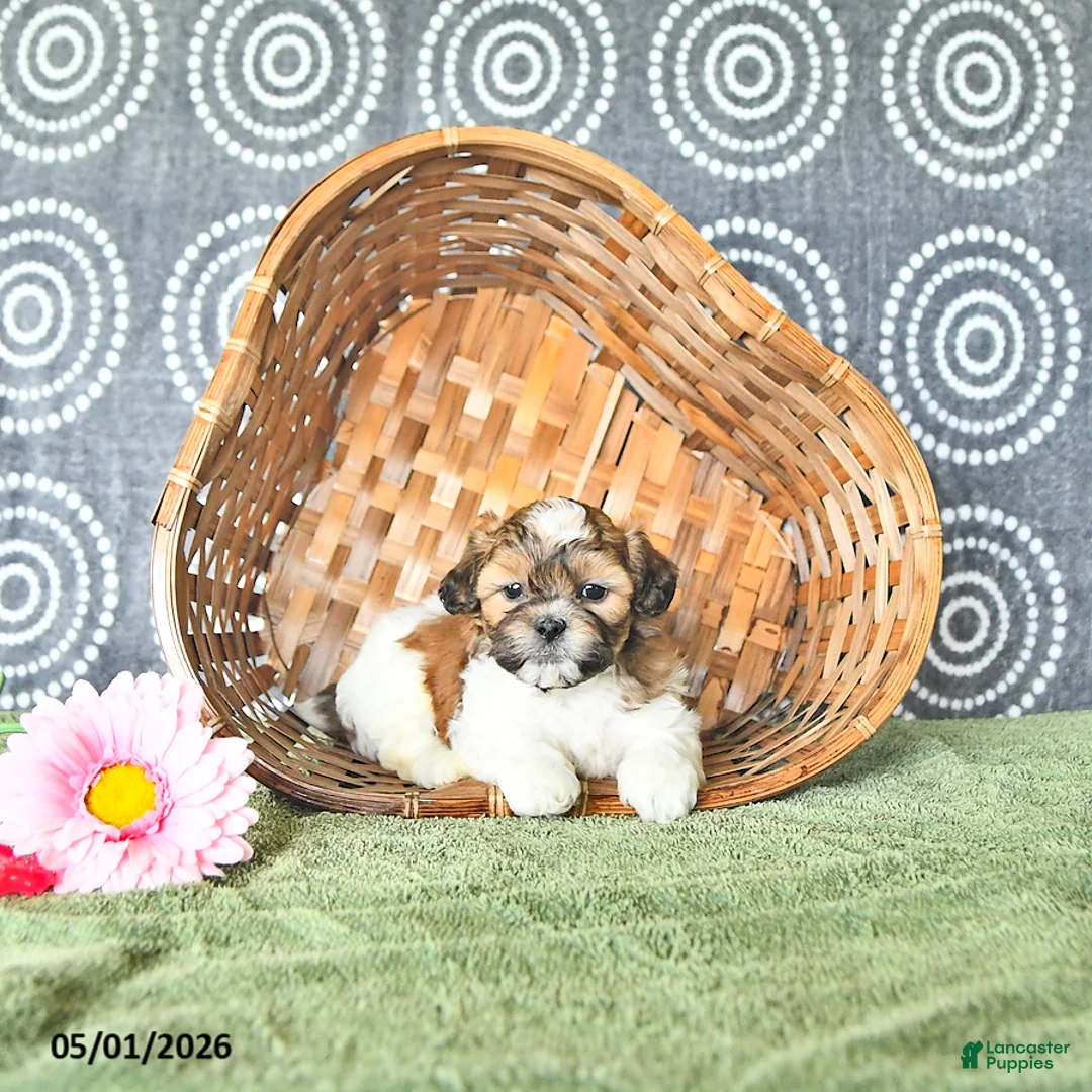 Shihpoo dogs for sale: Parker - Ad 2