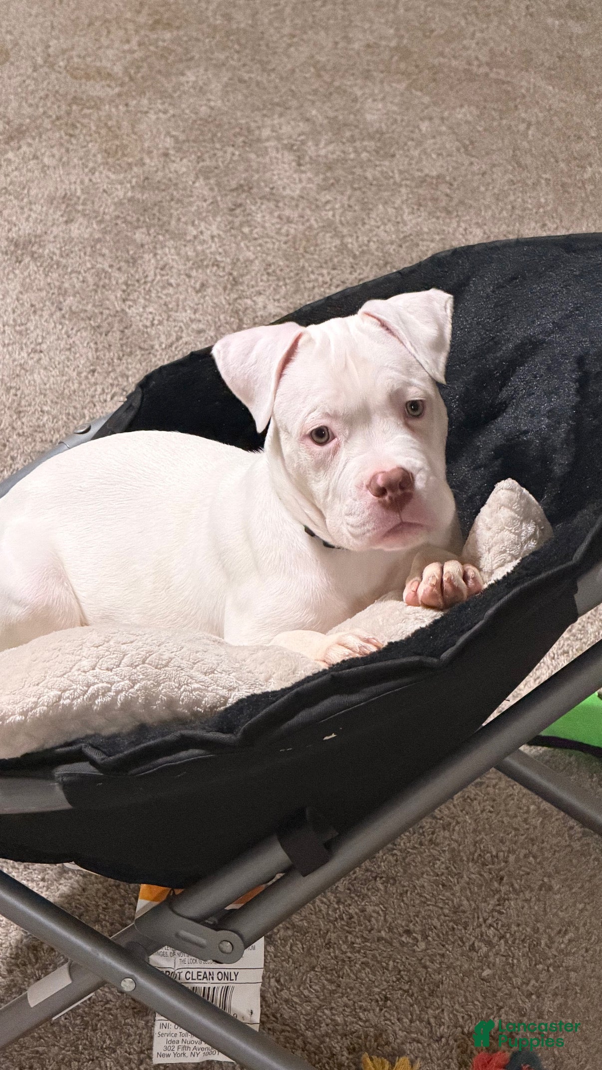 Mixed Breed dogs Mixed Breed Puppy 1 - Ad 8