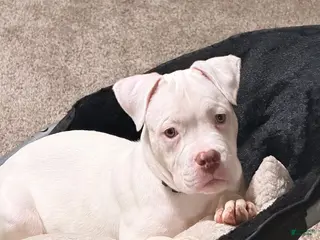 Mixed Breed dogs Mixed Breed Puppy 1 - Ad 1