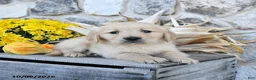 Golden Retriever dogs for sale: Champ  - Ad 4