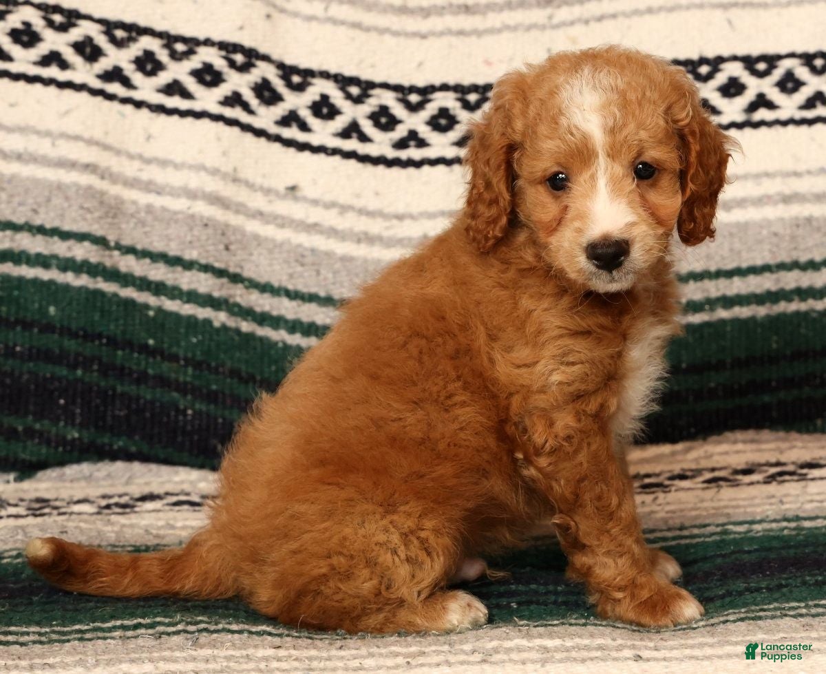 Mini Goldendoodle dogs Mason - Ad 1