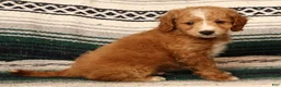 Mini Goldendoodle dogs for sale: Mason - Ad 1