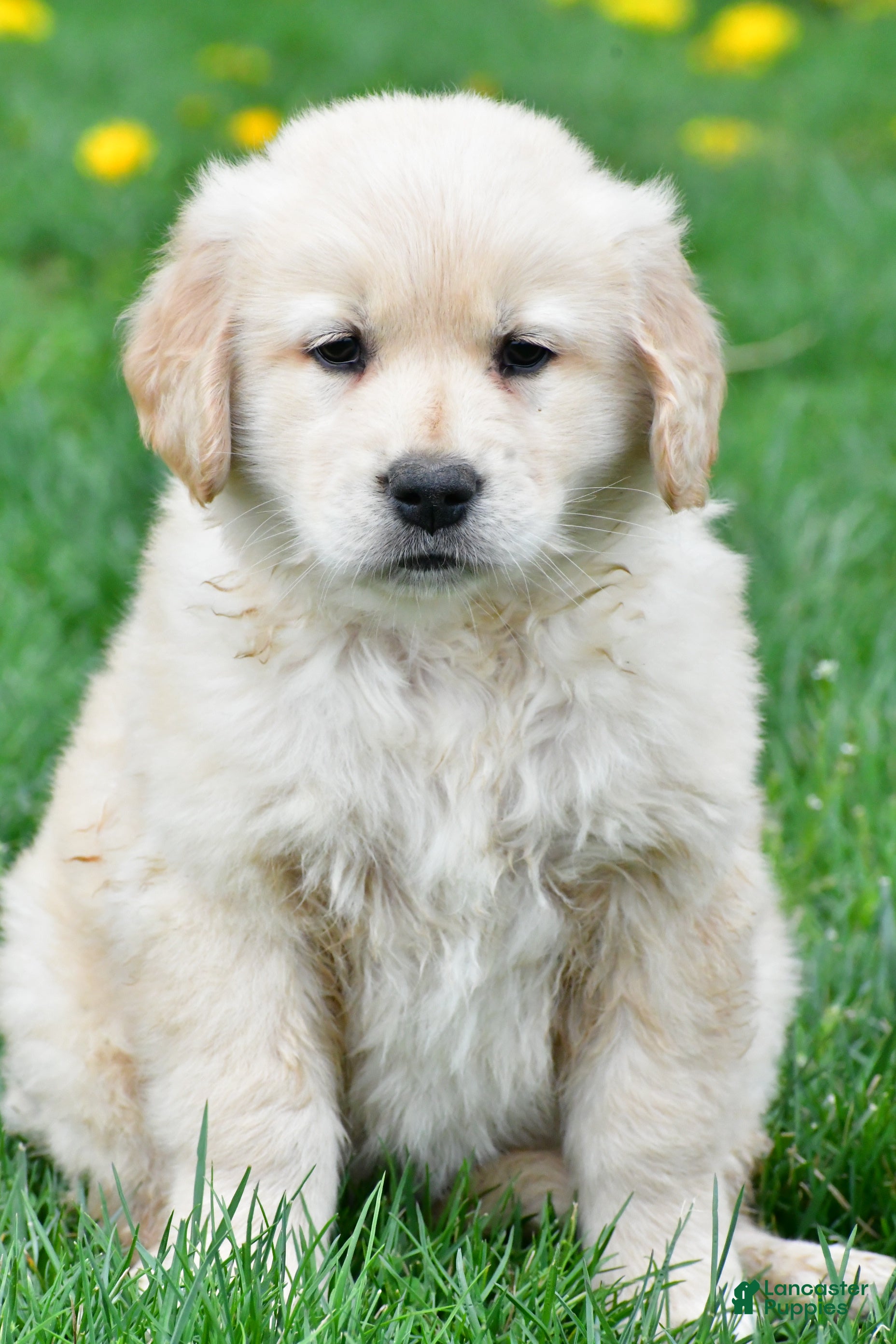 Golden Retriever dogs Cassandra - Ad 1
