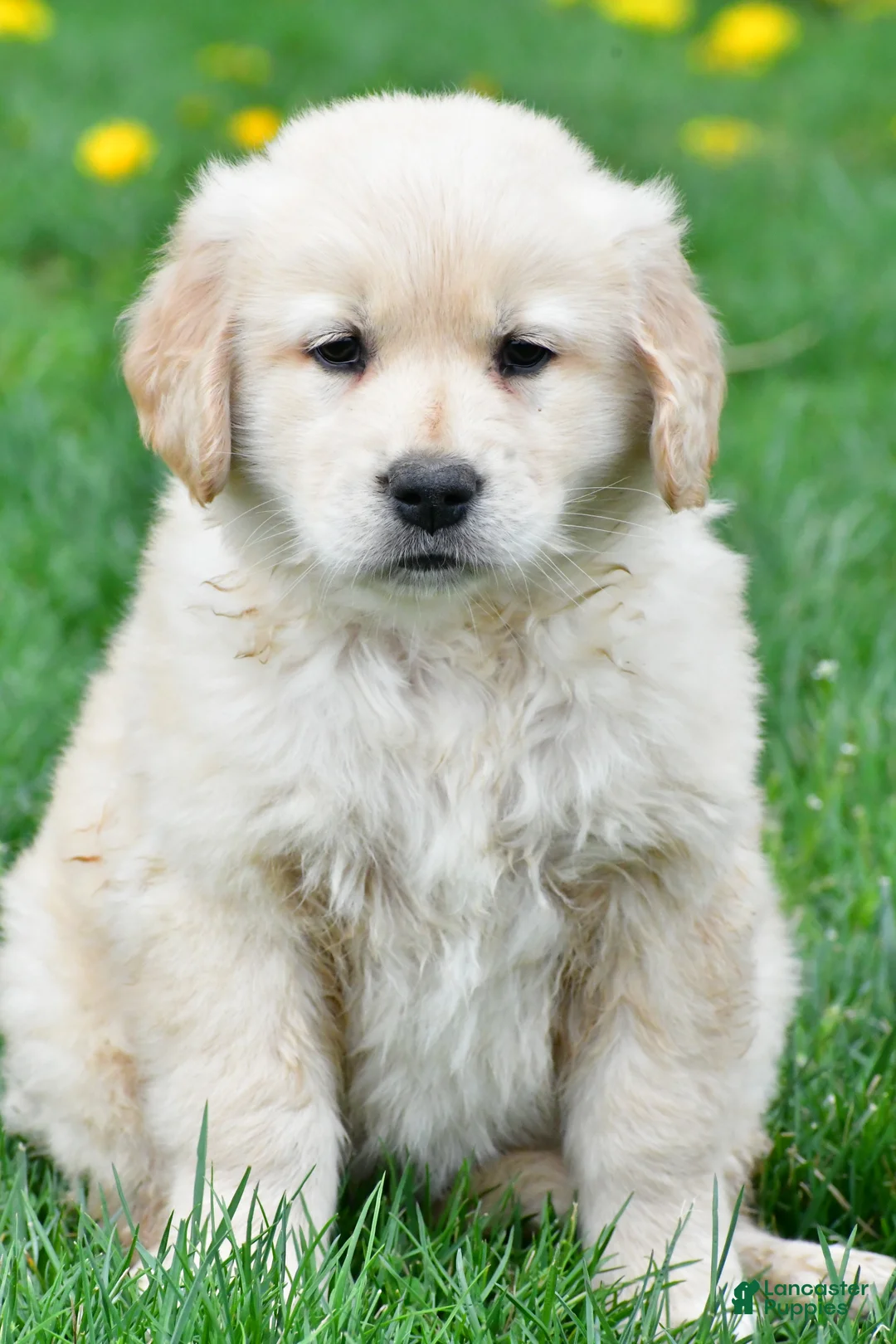 Golden Retriever dogs for sale: Cassandra - Ad 1